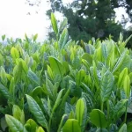 Rize Çayı
