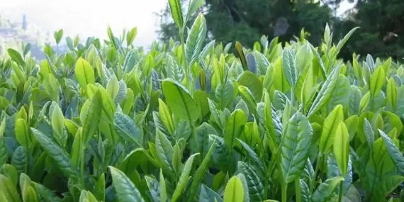 Rize Çayı