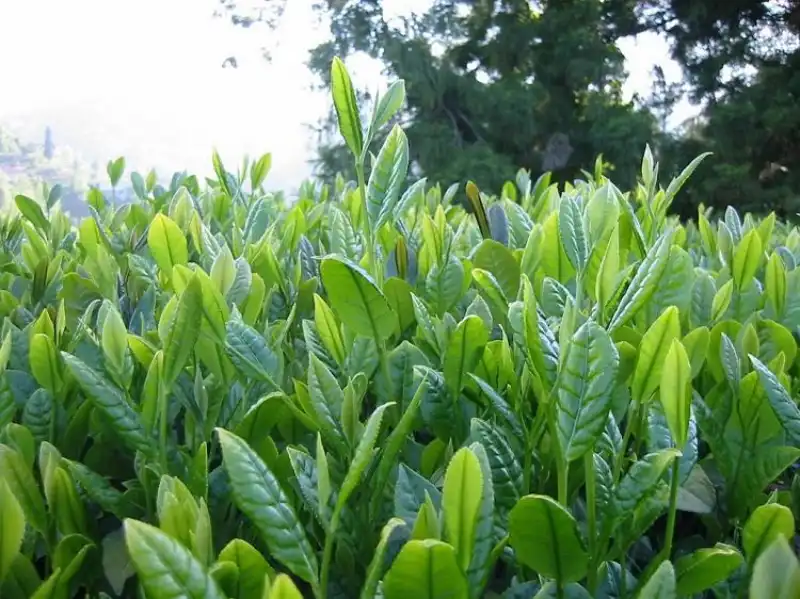 Rize Çayı