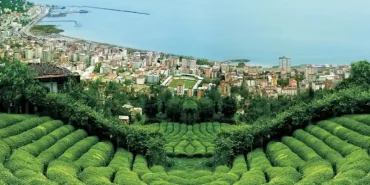 Rize Çayı