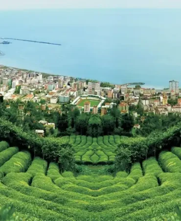 Rize Çayı