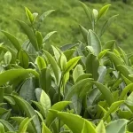 Rize Çayı