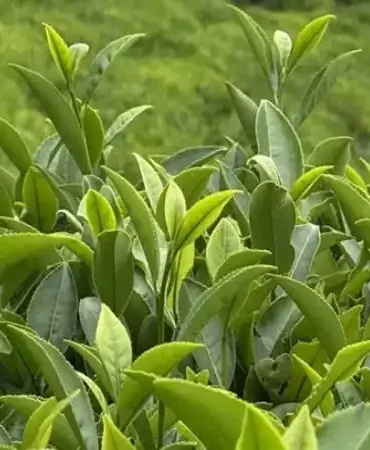 Rize Çayı