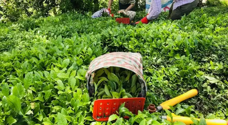Rize'de Çay Toplama Bedelleri Tavan Yaptı