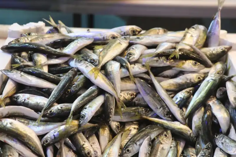 Rize’de Balıkçı Tezgahları İstavritle Şenlendi