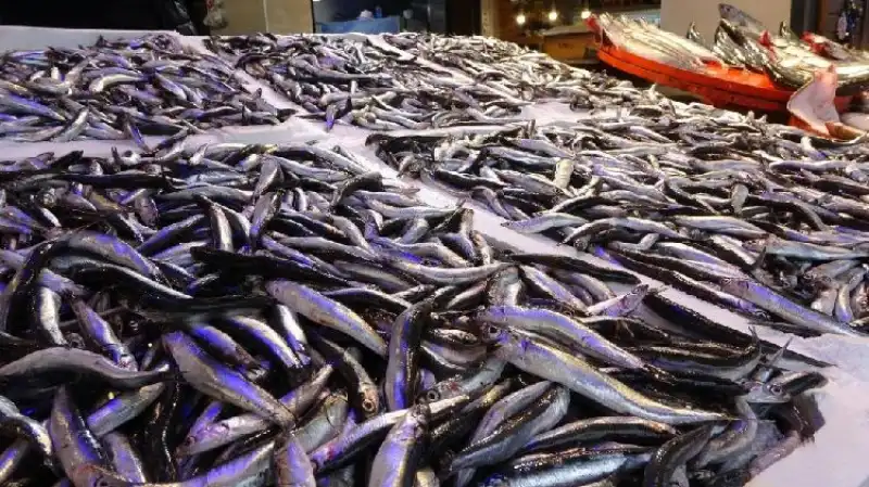 Rize’de Hamsi Tezgaha Düştü