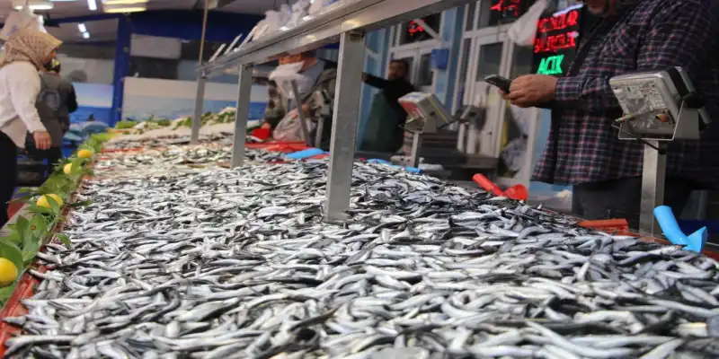 Rize’de Hamsi Bolluğu: Tezgâhlar Coştu