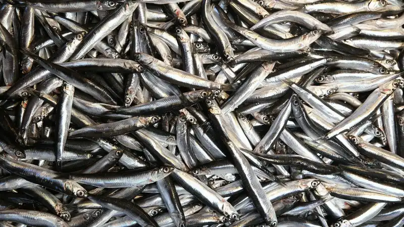 Rize’de Hamsi Vatandaşı Güldürüyor