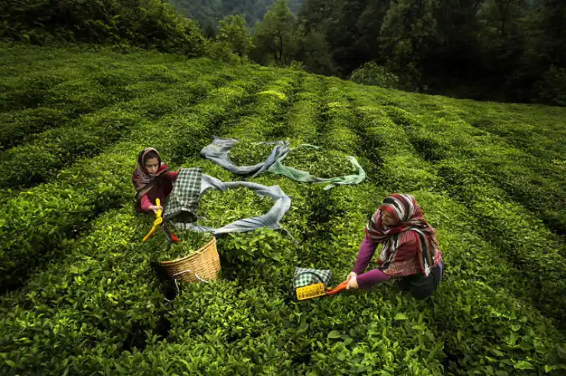 Kalkandere’den İrlanda’ya Uzanan Başarı