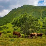 Cimil Vadisi Doğaseverlerin İlgisini Çekiyor