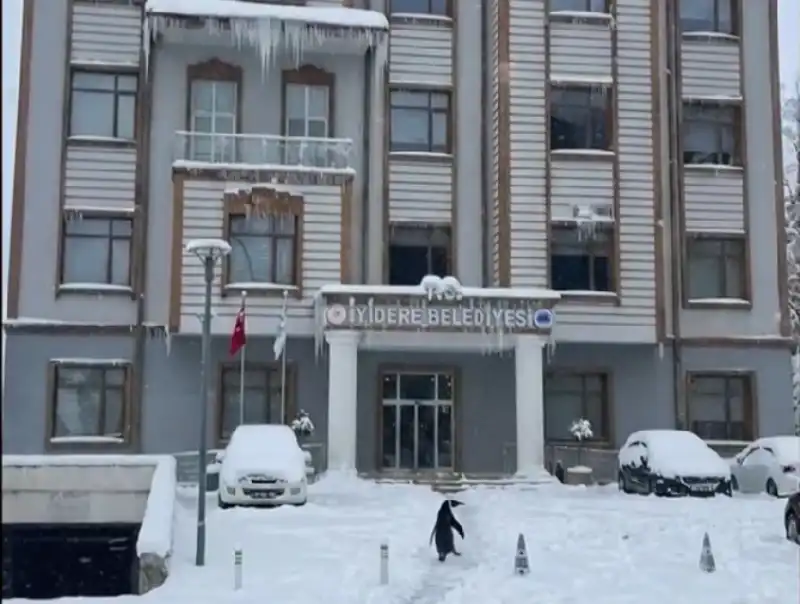 Dünyanın Konuştuğu “Nihilist Penguen” İyidere’de