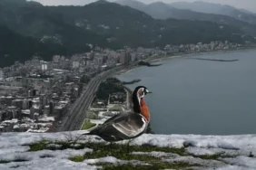 Rize Sahillerinde Nadir Bir Konuk