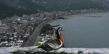 Rize Sahillerinde Nadir Bir Konuk
