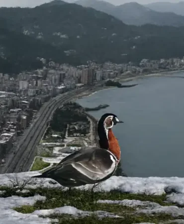 Rize Sahillerinde Nadir Bir Konuk