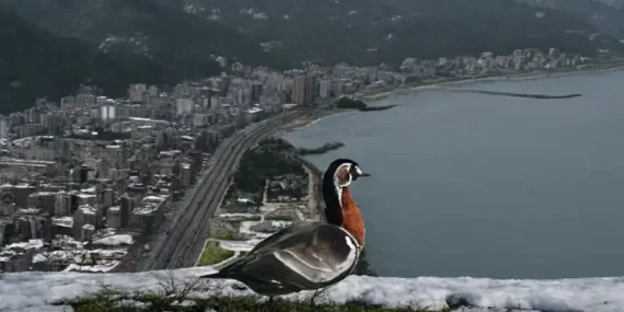 Rize Sahillerinde Nadir Bir Konuk