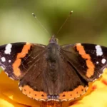 Rize'de Görülen Kelebek Türleri