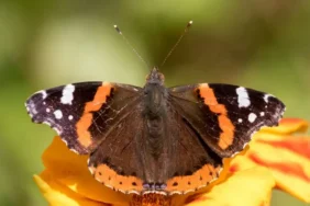 Rize'de Görülen Kelebek Türleri