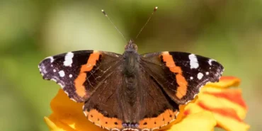 Rize'de Görülen Kelebek Türleri