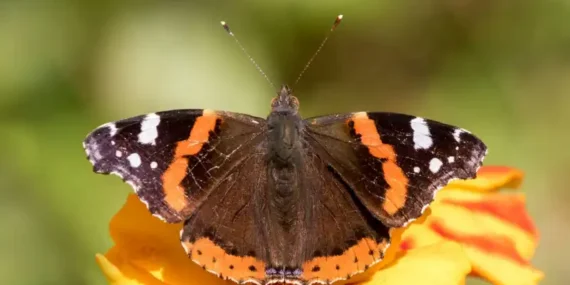 Rize’de Görülen Kelebek Türleri