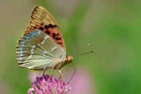 Rize'de Görülen Kelebek Türleri