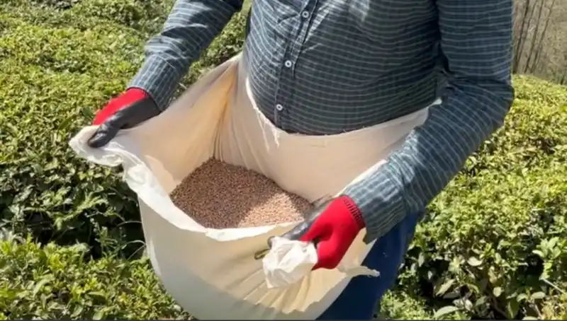 Çay Üreticisine Gübre Şoku