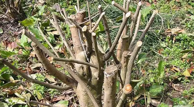 Çay Budaması (Çay Gençleştirme Budaması)