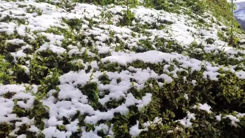 Rize'de Kar Sürprizi Çaya 'Bereket' Yağdı