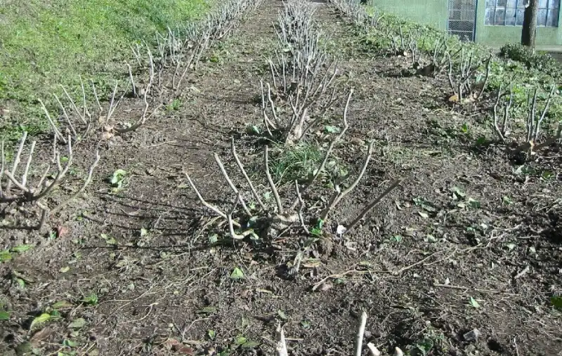 Çay Budaması (Çay Gençleştirme Budaması)
