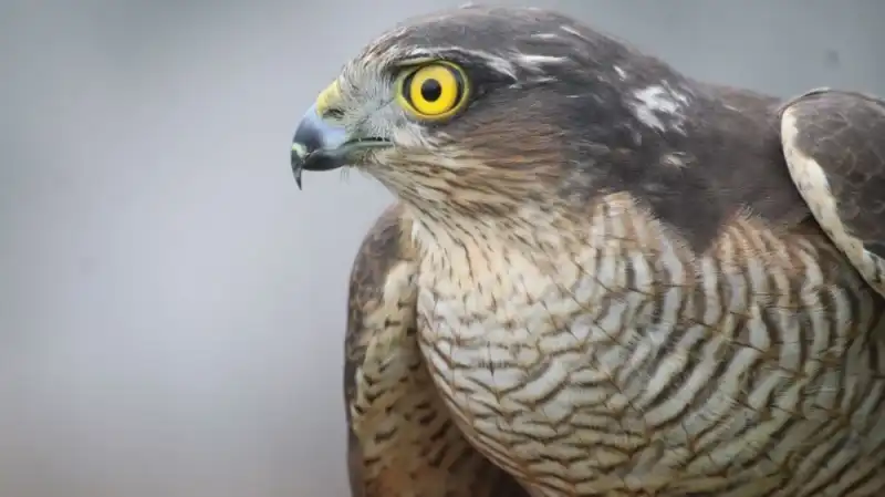 Danıştay Kararı Atmacacılık Geleneğini Tehlikeye Soktu