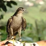 Danıştay Kararı Atmacacılık Geleneğini Tehlikeye Soktu