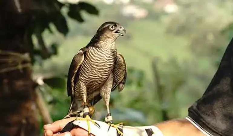 Danıştay Kararı Atmacacılık Geleneğini Tehlikeye Soktu