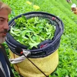 Mustafa Durmuş: “Çayda Prim Sistemine Geri Dönülmeli”