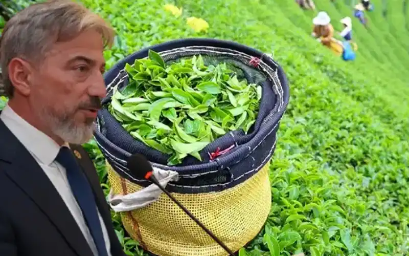 Mustafa Durmuş: “Çayda Prim Sistemine Geri Dönülmeli”