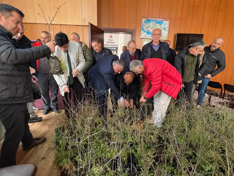 Pazar’da Laz Elması Yeniden Hayat Buluyor