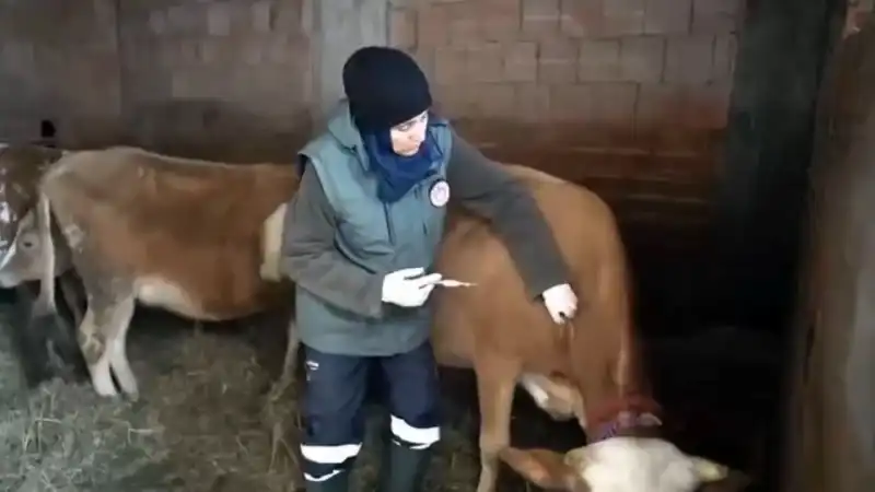 Rize’de İlkbahar Şap Aşılama Seferberliği Başladı Rize