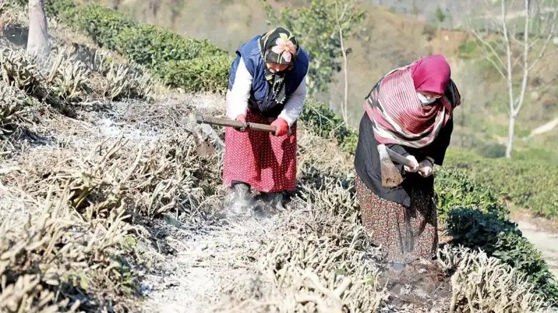 Rize’de Çay Üreticileri Tarlada