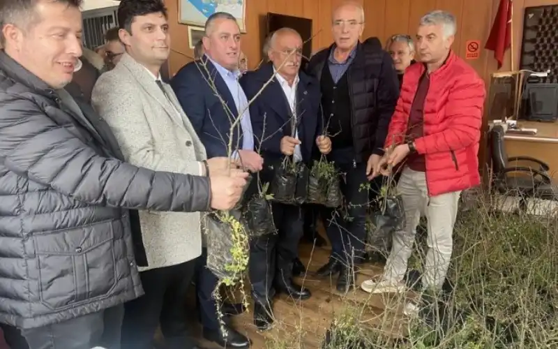 Pazar’da Laz Elması Yeniden Hayat Buluyor