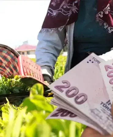 Rize ve Bölge Müstahsili Destek Ödemelerini Bekliyor