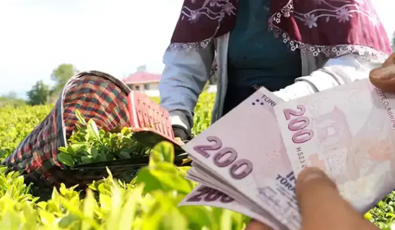 Rize ve Bölge Müstahsili Destek Ödemelerini Bekliyor