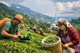 Rize, Mevsimlik İşçi Ücretlerinde Türkiye’nin Zirvesinde