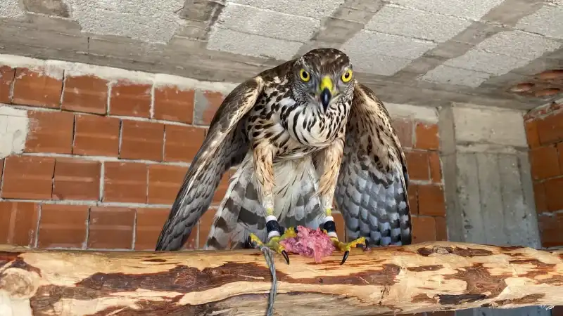 TBMM’den Atmacacılık Geleneği İçin Tarihi Karar