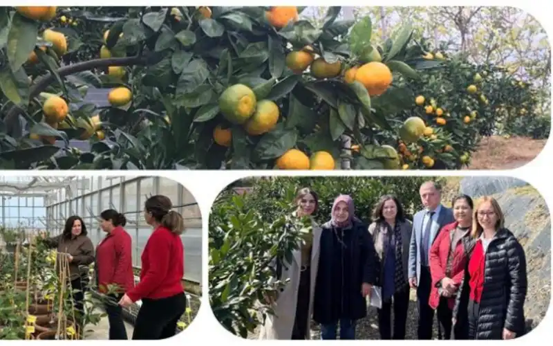 Rize Mandalinasında Tarihi Adım