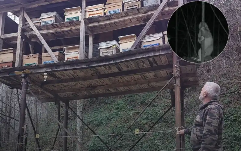 Hemşin’de Ayı Alarmı