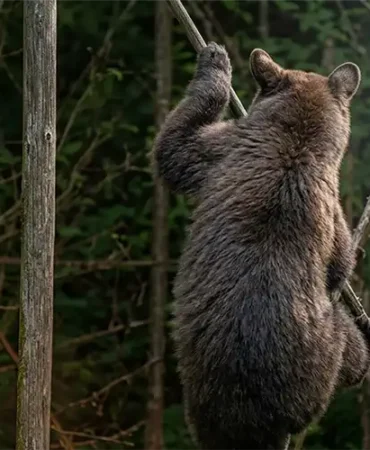Hemşin’de Ayı Alarmı