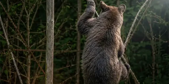 Hemşin’de Ayı Alarmı