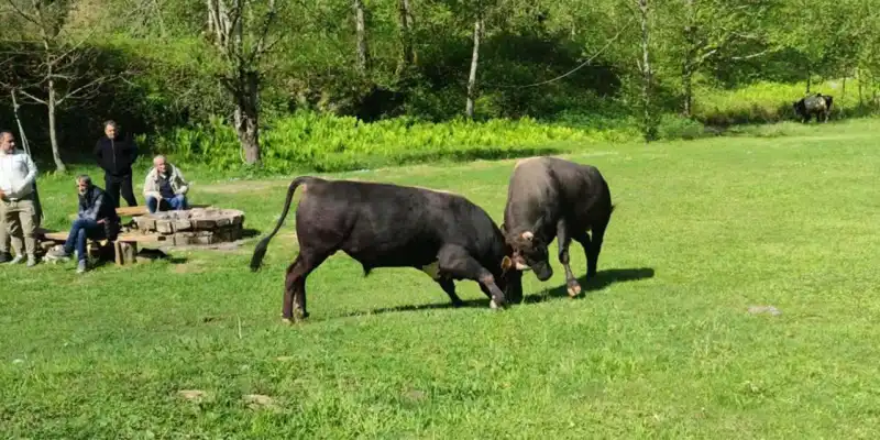 Rize’de Boğa Güreşleri Öncesi Hazırlıklar Başladı