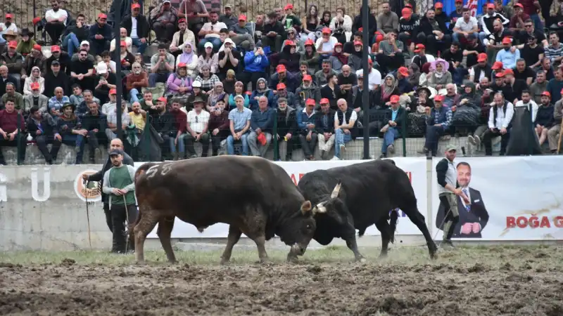 Rize’de Boğa Güreşleri Öncesi Hazırlıklar Başladı