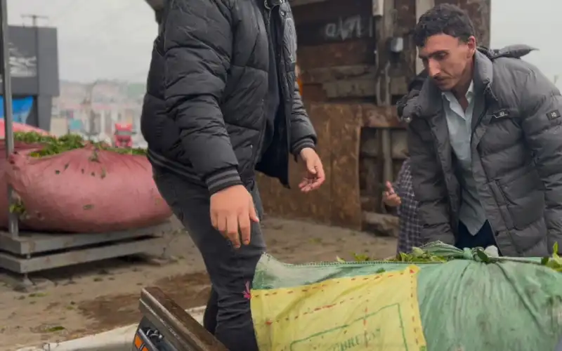 Pazar’da Çay Üreticisi Kantar Başında Parasını Aldı