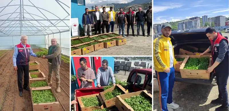 Rize’de Seracılara 12 Bin 800 Sebze Fidesi Desteği