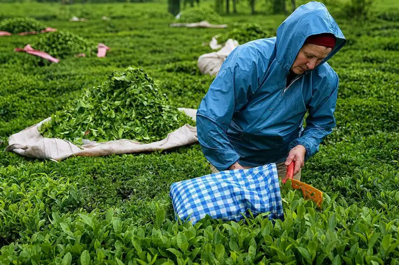 Yaş Çay Alım Fiyatı 35 Lira Oldu